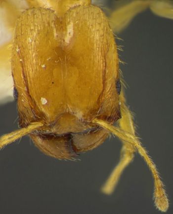 Media type: image;   Entomology 34275 Aspect: head frontal view